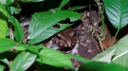 25 - Tortuguero NP (22)